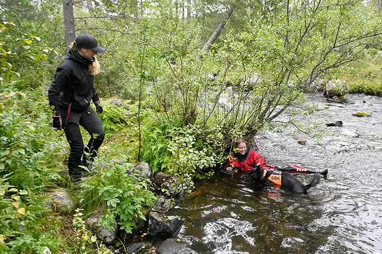Nya hjältar i fjällen – hundarna som tränas för att rädda liv