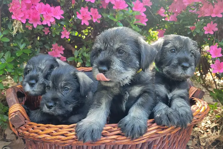 Hundraser: Schnauzer