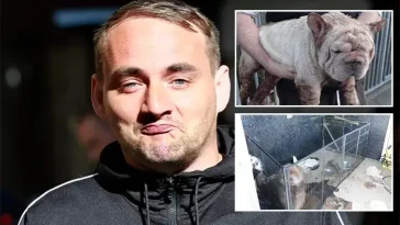 Skotska hunduppfödare döms efter olaglig "fertilitetsklinik" – hundar drabbades hårt