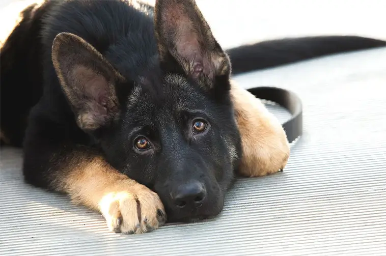 Tarmvred hos hund – tecken, risker och när du bör agera snabbt