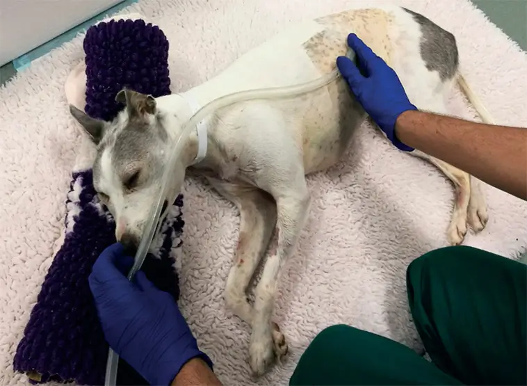 Tarmvred hos hund – tecken, risker och när du bör agera snabbt