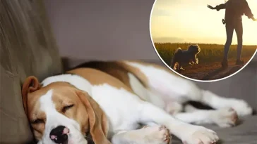 Vad drömmer din hund om? Ny forskning ger spännande inblick