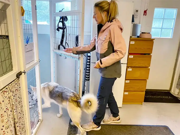 Nu kan du bli ägare till Värmdös mest älskade hund- och kattpensionat