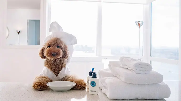 Nu kan hunden få veterinärservice direkt på hotellet