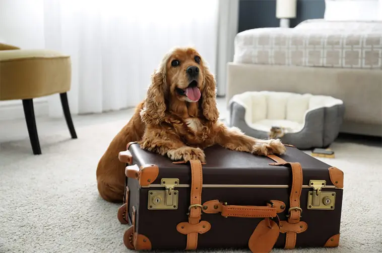 Nu kan hunden få veterinärservice direkt på hotellet