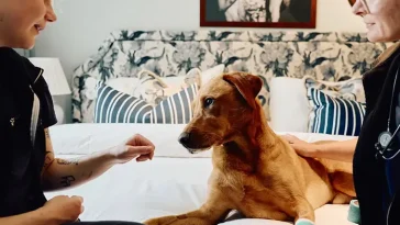 Nu kan hunden få veterinärservice direkt på hotellet