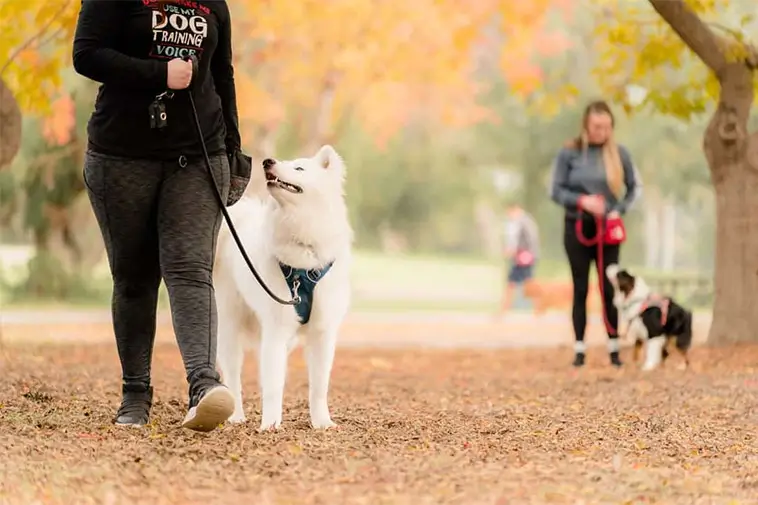 Veterinären: "Fem saker jag aldrig skulle göra med min egen hund"