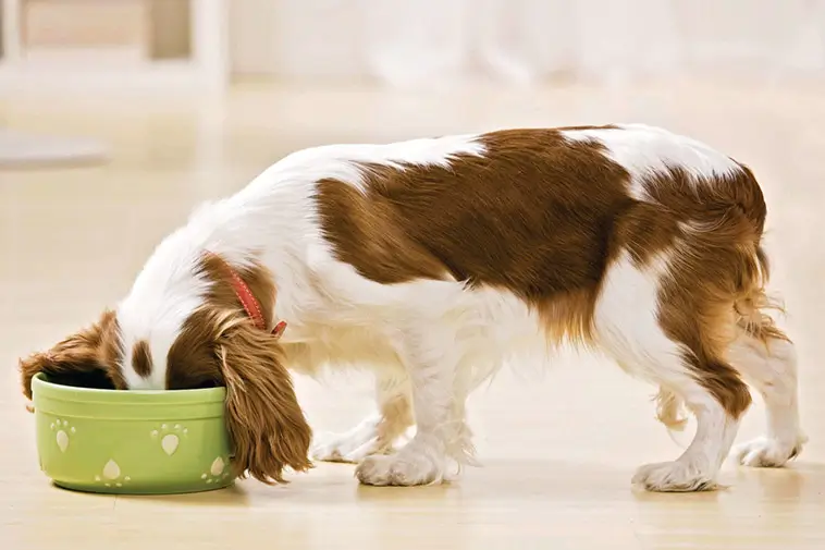Veterinären: "Fem saker jag aldrig skulle göra med min egen hund"