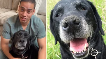 Veterinären: "Fem saker jag aldrig skulle göra med min egen hund"