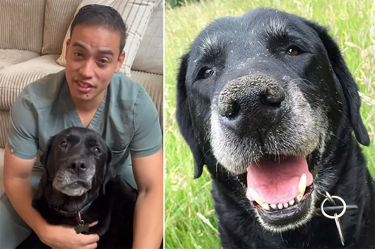 Veterinären: "Fem saker jag aldrig skulle göra med min egen hund"