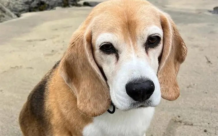 Fotbollsstjärnan uppges få sparken – på grund av sin hund