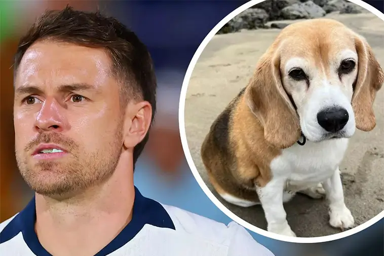 Fotbollsstjärnan Aaron Ramsey i tårfyllt sökande efter försvunnen hund i Mexiko