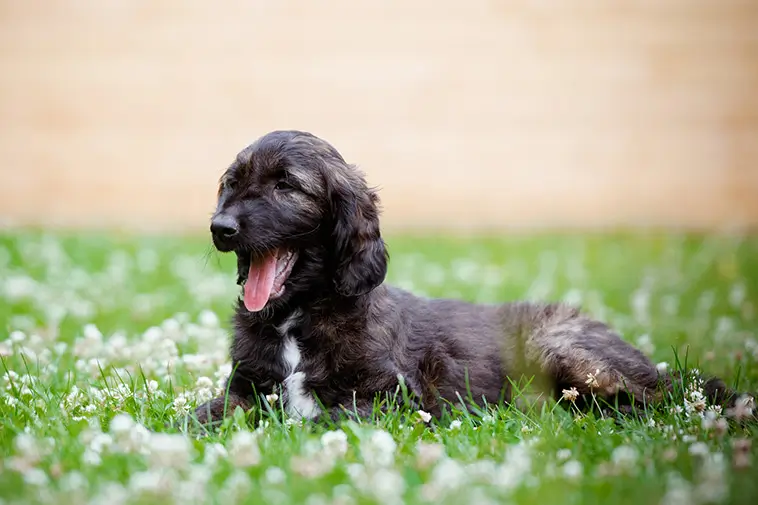 Allt om Afghanhund: Egenskaper, ursprung och skötsel
