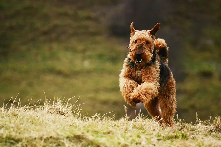 Allt om Airedaleterrier: Egenskaper, ursprung, hälsa och skötsel