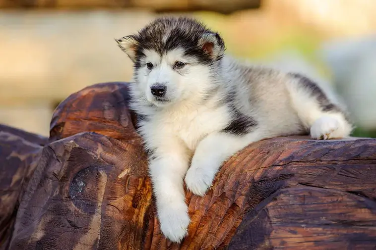 Allt om Alaskan Malamute: Egenskaper, ursprung och skötsel