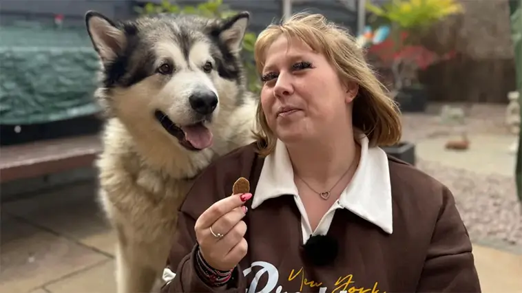"Han bara växte och växte" – livet med en Alaskan Malamute i häststorlek