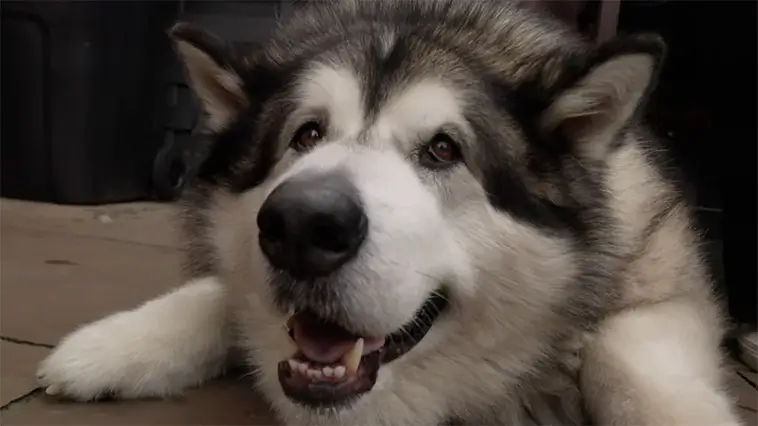"Han bara växte och växte" – livet med en Alaskan Malamute i häststorlek
