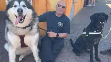 "Han bara växte och växte" – livet med en Alaskan Malamute i häststorlek