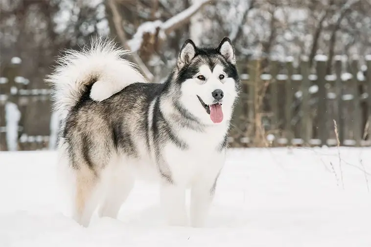 Allt om Alaskan Malamute: Egenskaper, ursprung och skötsel