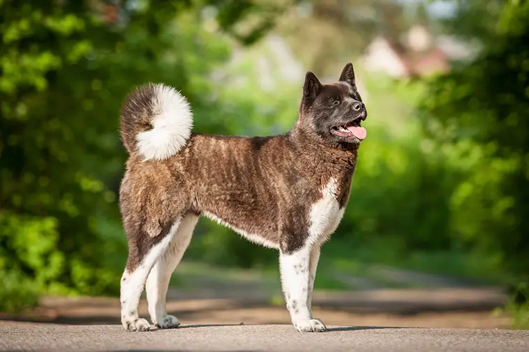 Allt om American Akita: Egenskaper, ursprung, hälsa och skötsel