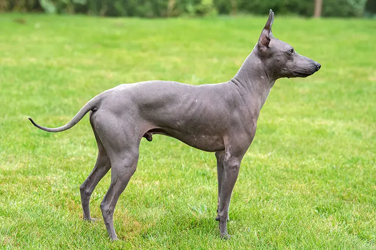 Allt om American Hairless Terrier: Egenskaper, ursprung, hälsa och skötsel