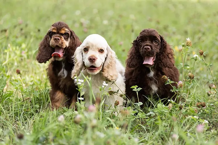 Allt om Amerikansk Cocker Spaniel: Egenskaper, ursprung, hälsa och skötsel