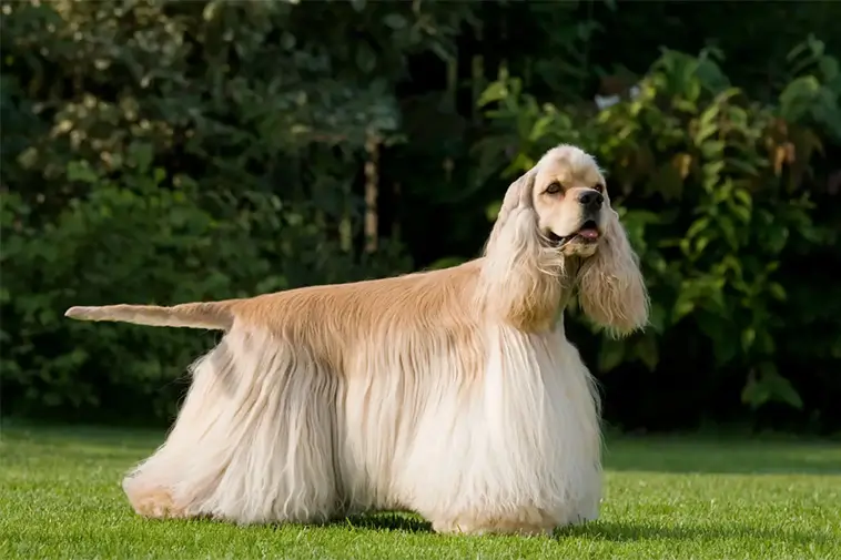 Allt om Amerikansk Cocker Spaniel: Egenskaper, ursprung, hälsa och skötsel