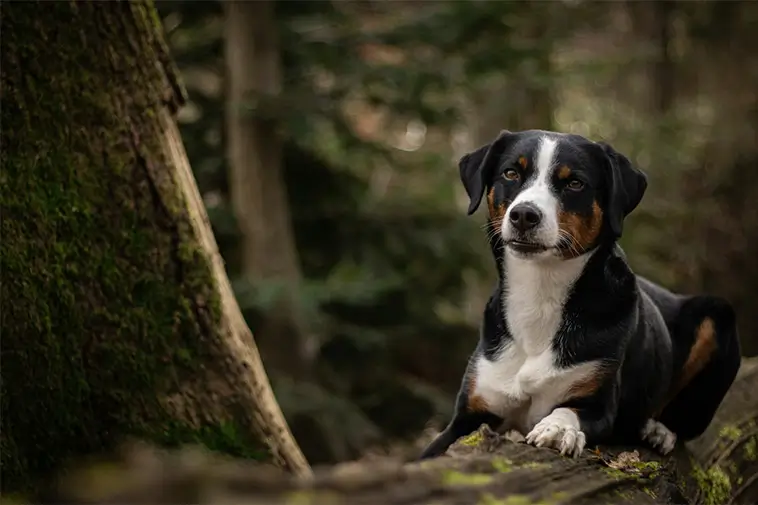 Allt om Appenzeller Sennenhund: Egenskaper, ursprung, hälsa och skötsel