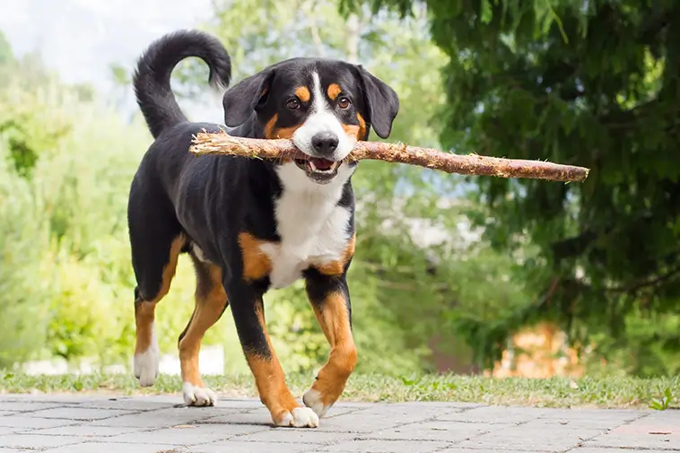 Allt om Appenzeller Sennenhund: Egenskaper, ursprung, hälsa och skötsel