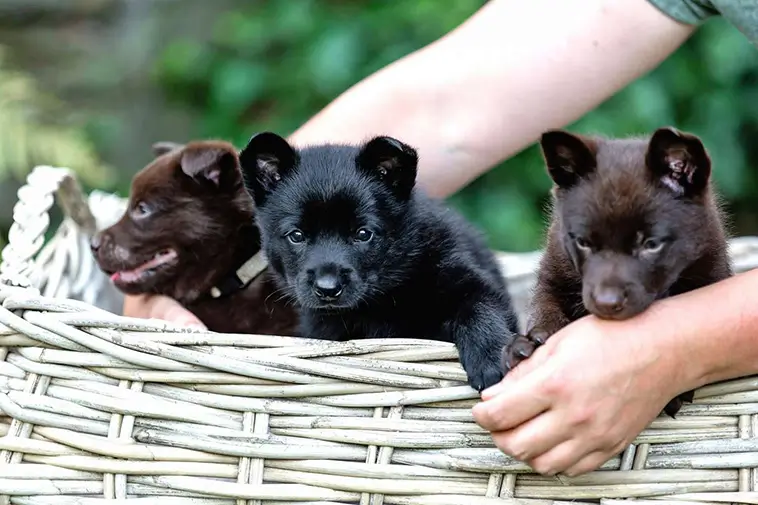 Allt om Australian Kelpie: Egenskaper, ursprung, hälsa och skötsel