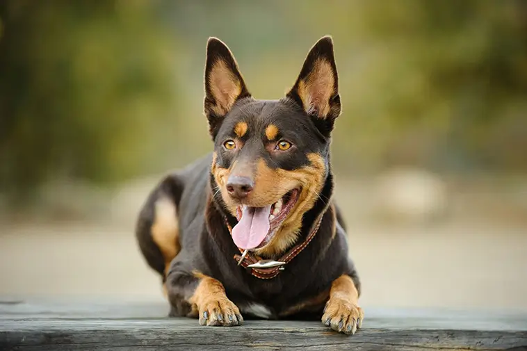 Allt om Australian Kelpie: Egenskaper, ursprung, hälsa och skötsel