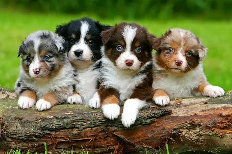 Allt om Australian Shepherd: Egenskaper, ursprung, hälsa och skötsel