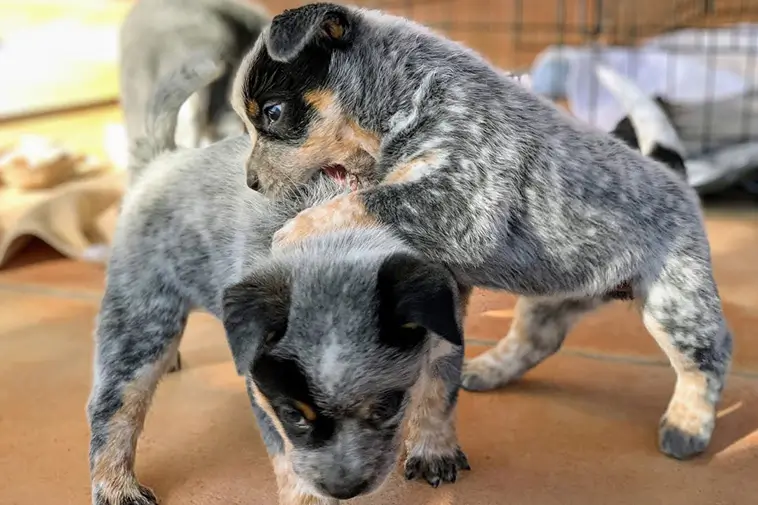 Allt om Australian Stumpy Tail Cattle Dog: Egenskaper, ursprung, hälsa och skötsel