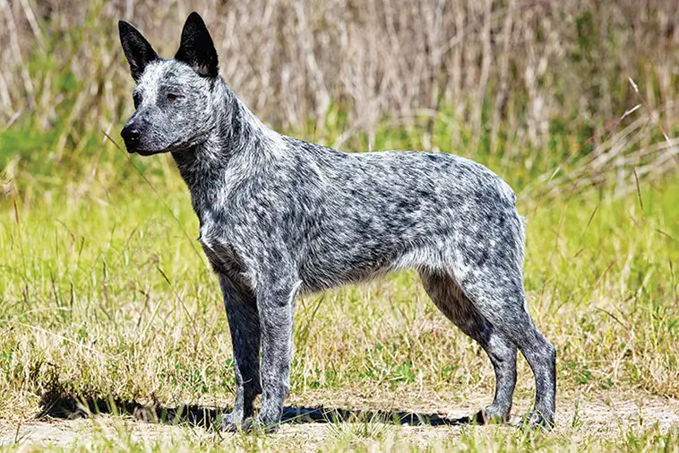 Australian Stumpy Tail Cattle Dog: Egenskaper och ursprung