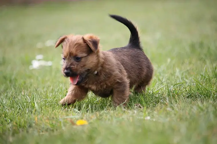 Allt om Australisk Terrier: Egenskaper, ursprung, hälsa och skötsel