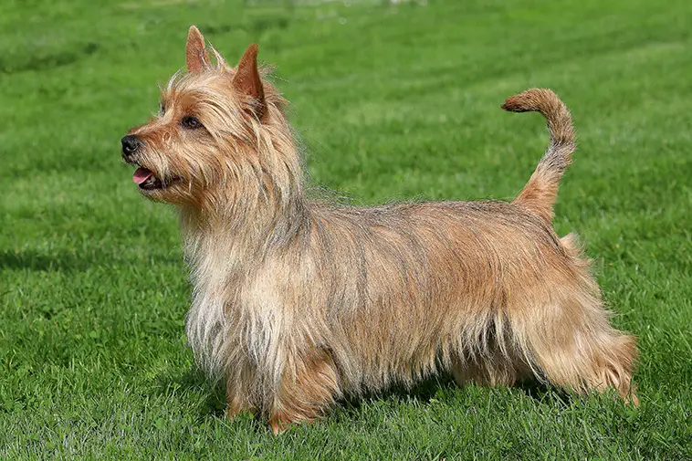 Allt om Australisk Terrier: Egenskaper, ursprung, hälsa och skötsel