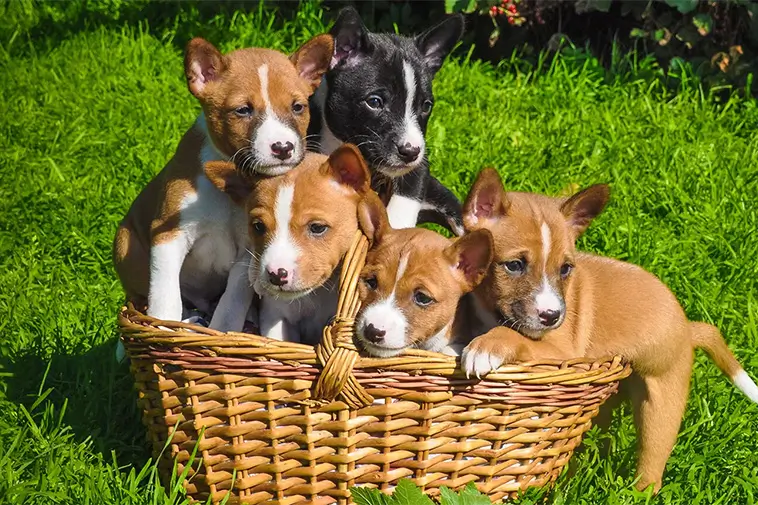 Allt om Basenji: Egenskaper, ursprung, hälsa och skötsel