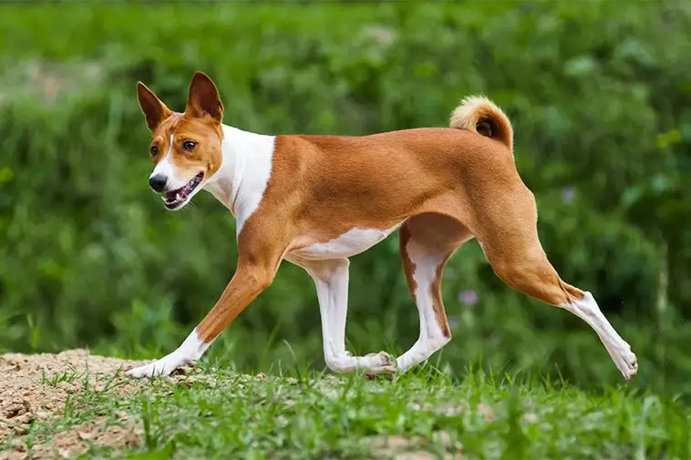 Fem hundraser som sprider lugn – perfekta för dig som vill ha ett tystare hem
4) Basenji