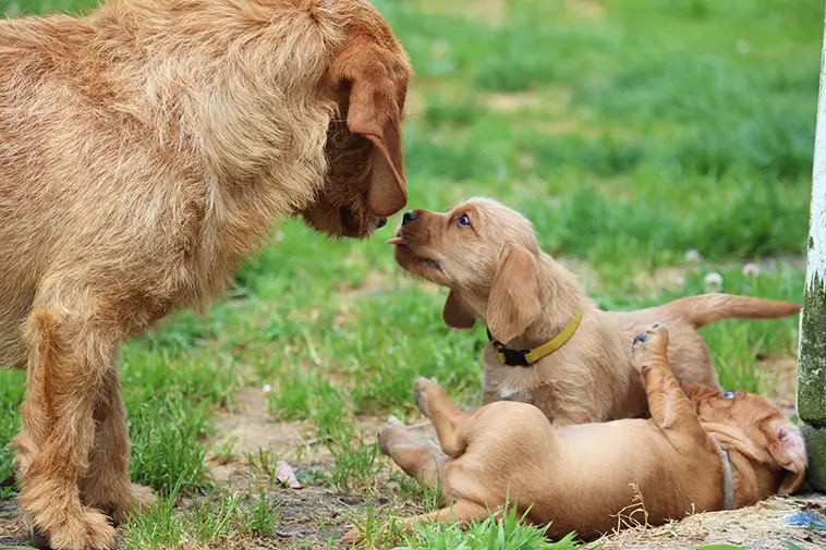 Allt om Basset Fauve de Bretagne: Egenskaper, ursprung, hälsa och skötsel