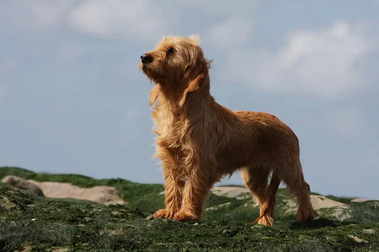 Tre nya hundraser välkomnas i USA – jakthund, terrier och knähund tar plats hos AKC