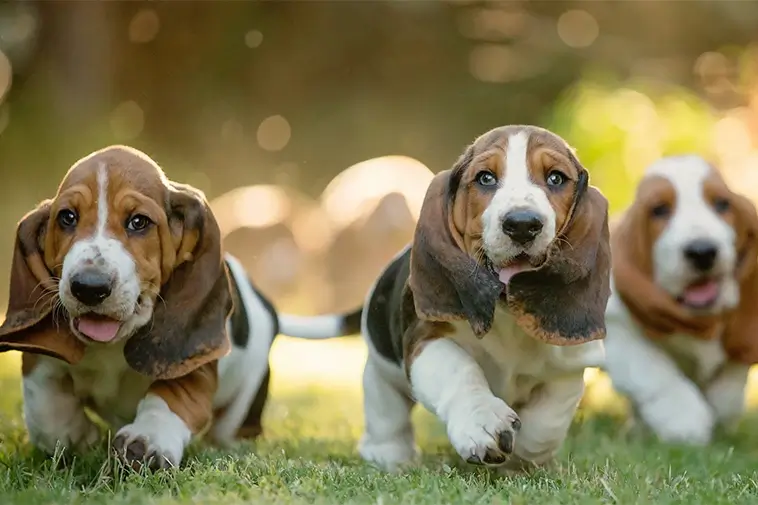 Allt om Basset Hound: Egenskaper, ursprung, hälsa och skötsel