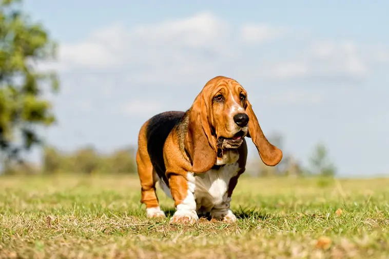 Allt om Basset Hound: Egenskaper, ursprung, hälsa och skötsel