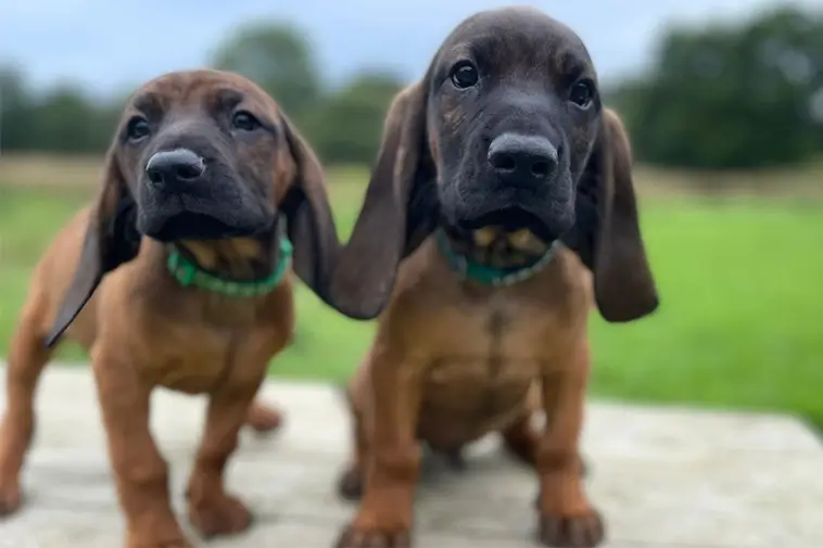 Allt om Bayersk Viltspårhund: Egenskaper, ursprung, hälsa och skötsel