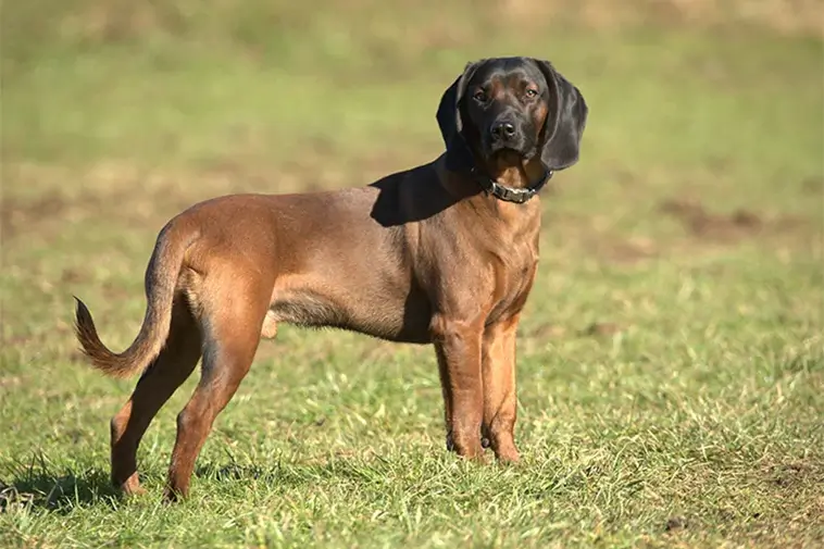 Allt om Bayersk Viltspårhund: Egenskaper, ursprung, hälsa och skötsel
