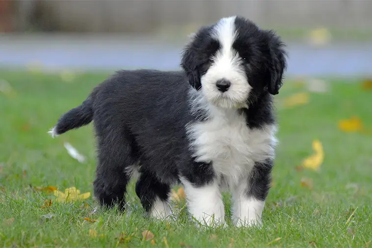 Allt om Bearded Collie: Egenskaper, ursprung, hälsa och skötsel
