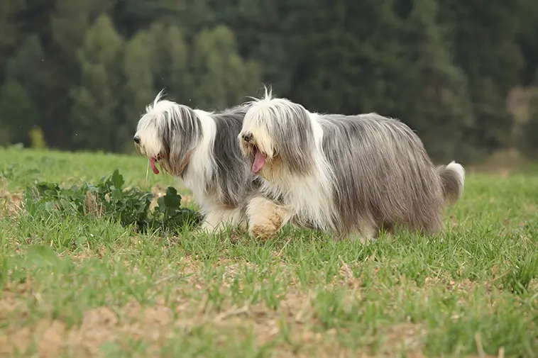 Allt om Bearded Collie: Egenskaper, ursprung, hälsa och skötsel