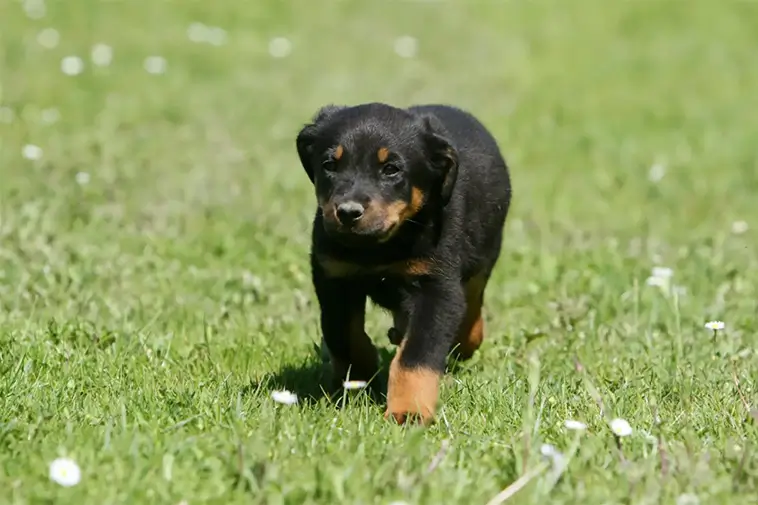 Allt om Beauceron: Egenskaper, ursprung, hälsa och skötsel