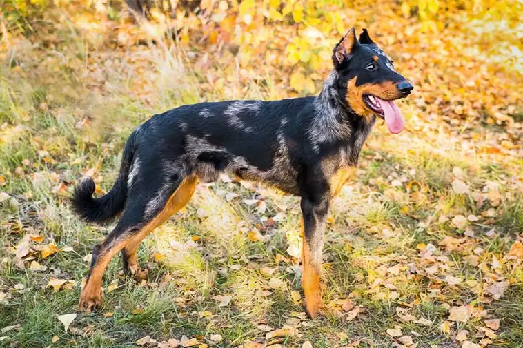 Allt om Beauceron: Egenskaper, ursprung, hälsa och skötsel