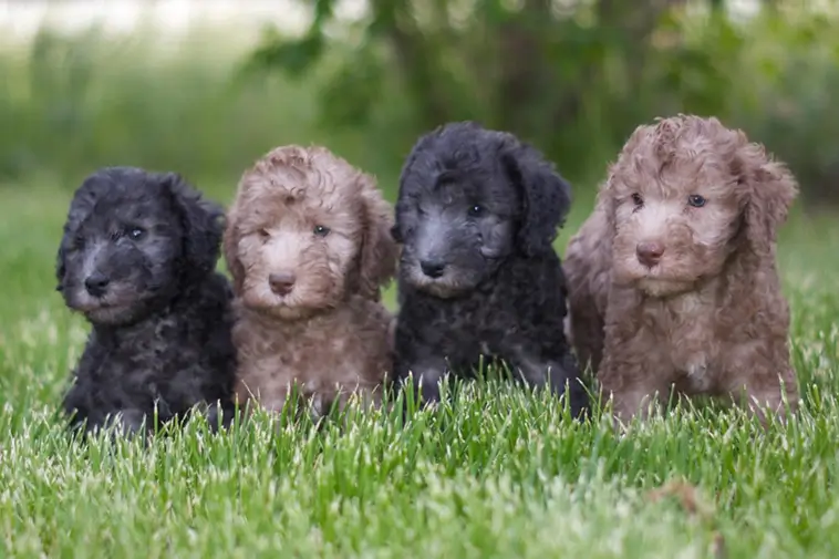 Allt om Bedlingtonterrier: Egenskaper, ursprung, hälsa och skötsel