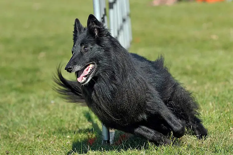 Allt om Belgisk Vallhund (Groenendael): Egenskaper, ursprung, hälsa och skötsel